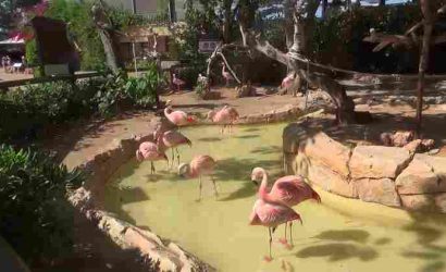 Flamengos im Wasser