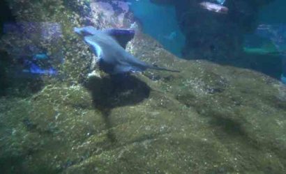 Rochen im Aquarium des Marineland