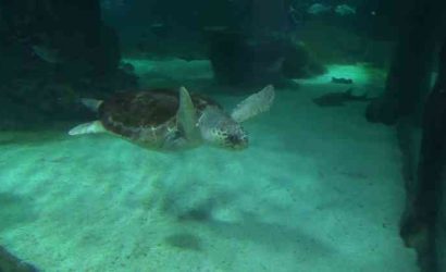 Schildkr�te schwimmt im Wasser